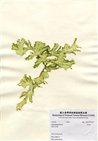 藏品(孔石蓴)的圖片